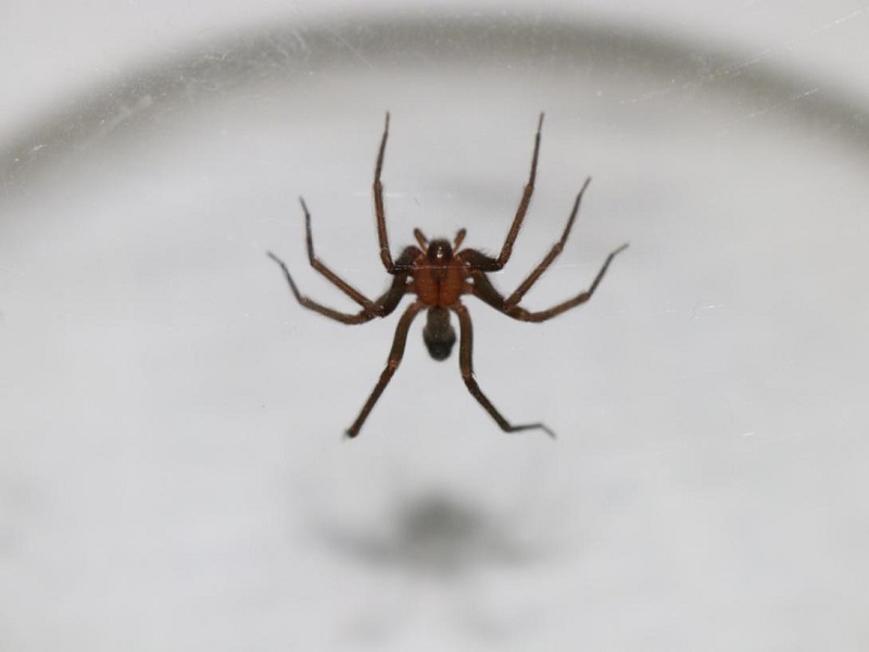 ¡Cuidado con las arañas en invierno! Advierten aumento de mordeduras