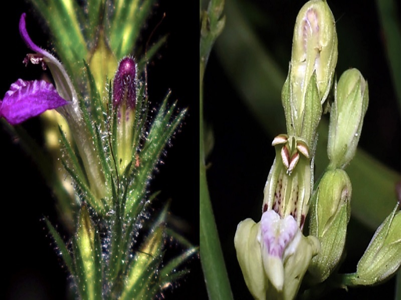 Descubren 21 especies y 2 subespecies de plantas en áreas naturales protegidas del Perú