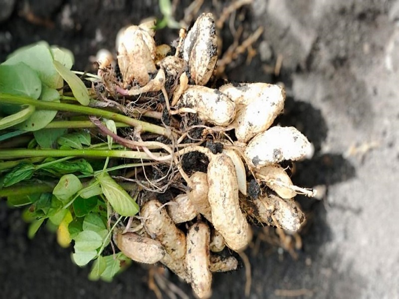 MIDAGRI promueve exportación histórica de 500 toneladas de maní orgánico piurano a Europa